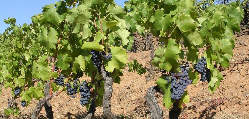 Gran Clos del Priorat (vormals Celler Fuentes), Priorat DOQ