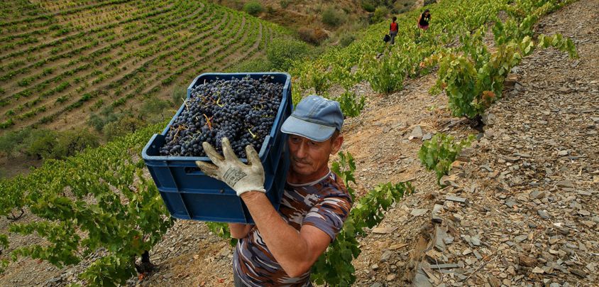 Gran Clos del Priorat (vormals Celler Fuentes), Priorat DOQ